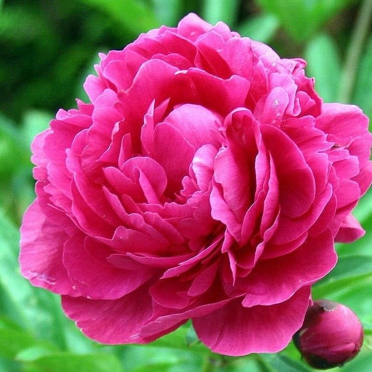 Photo de Brigitte SASIAS