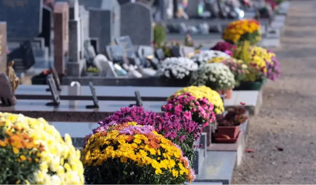 Parterre de tombes et sépultures fleuries de chrysanthèmes colorés dans un cimetière.